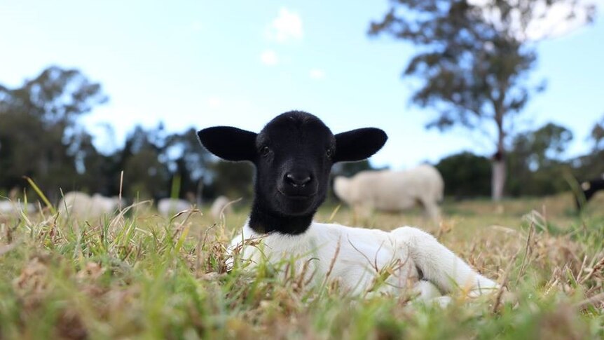 A lamb lying on the ground looking directly at the camera
