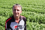 Rob Boshammer in front of his maize crop.