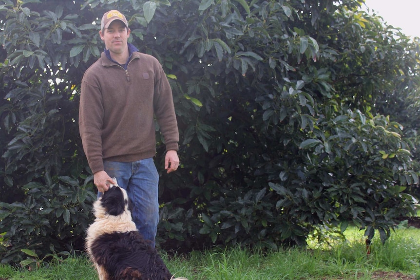 Stewart Ipsen stands in front of an avocado tree with his dog