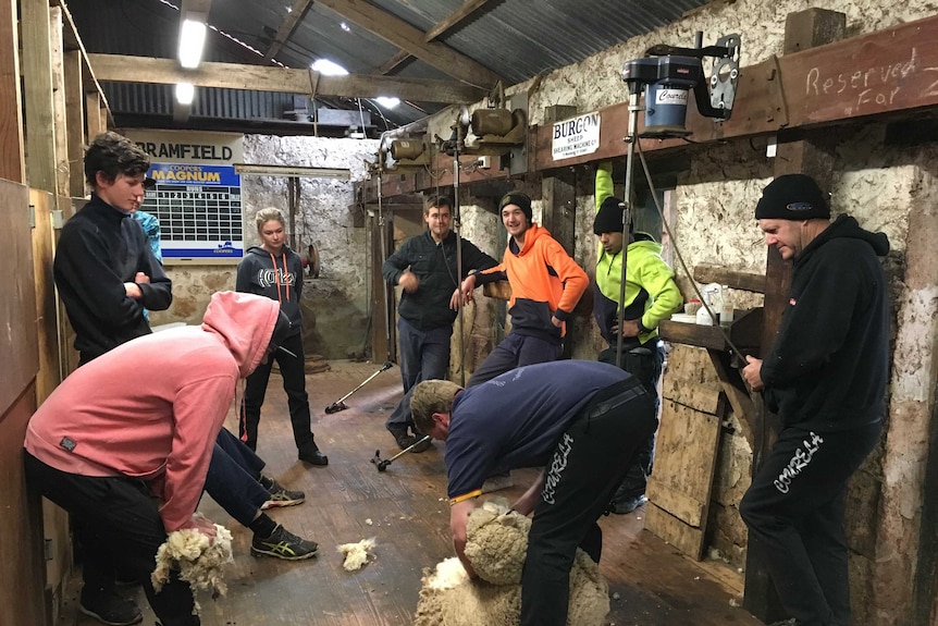 Shearing school