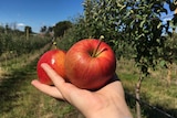 Two red apples in a hand