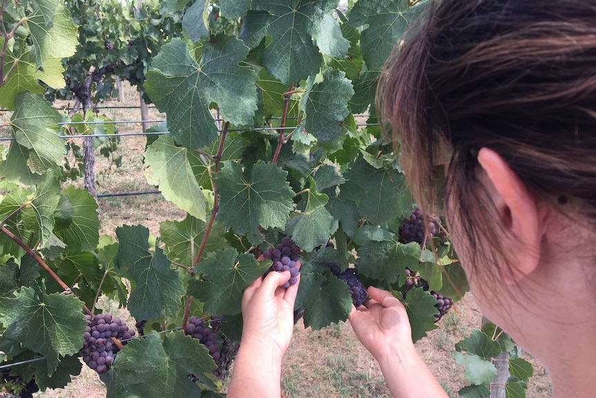 Orange winemaker Nicole Samadol holding a bunch of grapes at her winery.