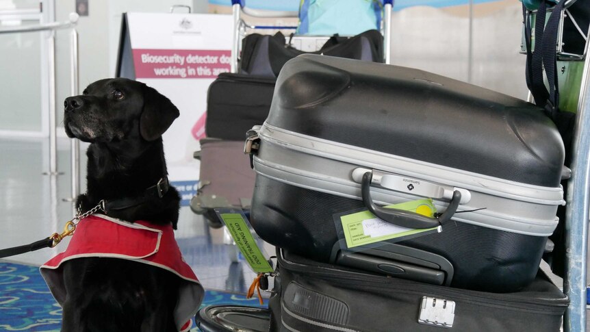 A dog sits beside some suitcases at an airport