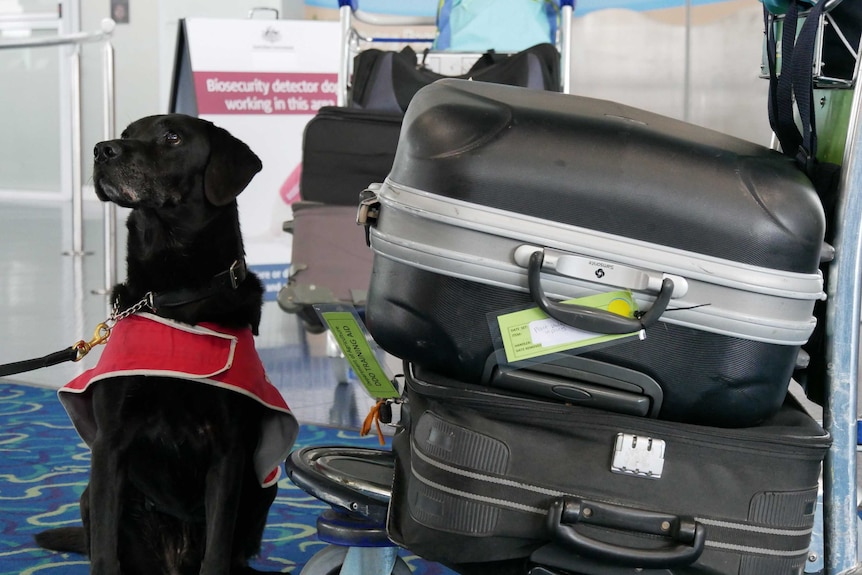 A dog sits beside some suitcases at an airport