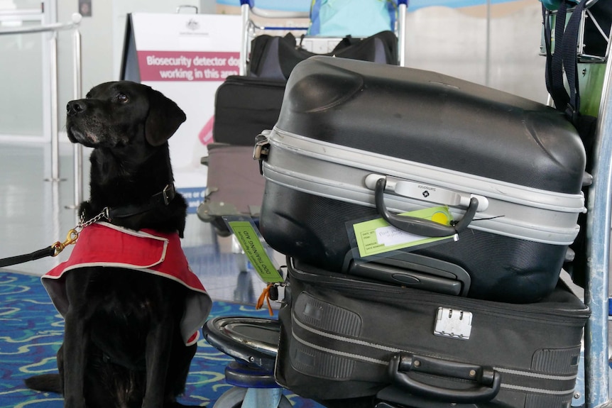 JD with suitcases