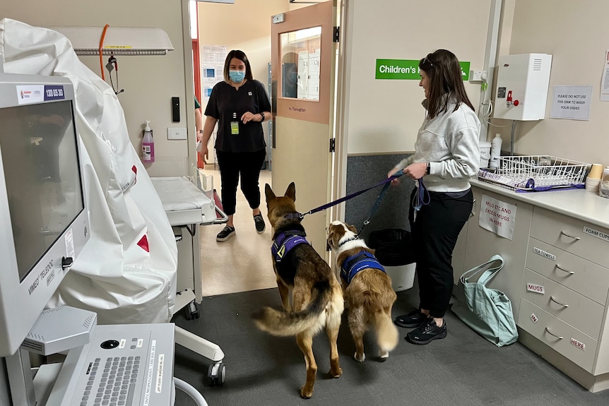 Two therapy dogs with their handler meet a nurse in an emergency department.
