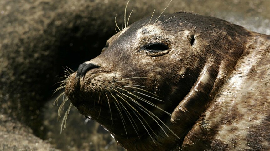 A close up of the face of a brown, hairy seal. The seal appears to have narrowed its eyes, as if out of suspicion.