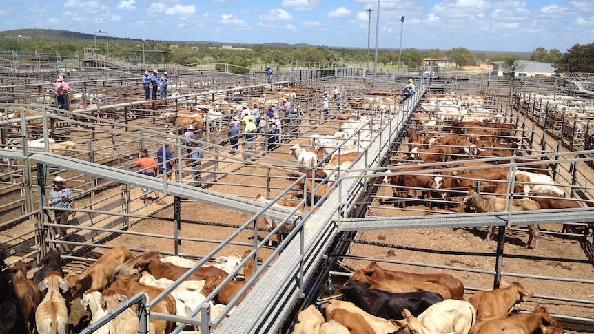 Agents and buyers look at cattle yarded at the  Charters Towers livestock exchange.