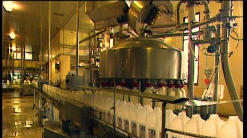 Milk bottles on factory production line