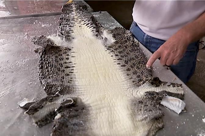 Photo of crocodile skin