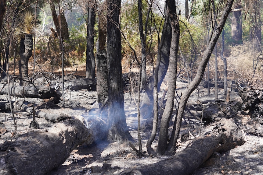 Blackened trees and logs in bushland, with smoke coming off them