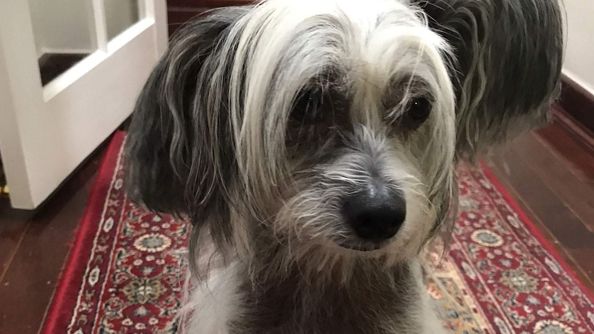 Pippin, a Chinese crested dog, was attacked by another dog at a Perth park.