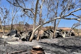 burnt debris sits beneath a trees on thee edge of desert