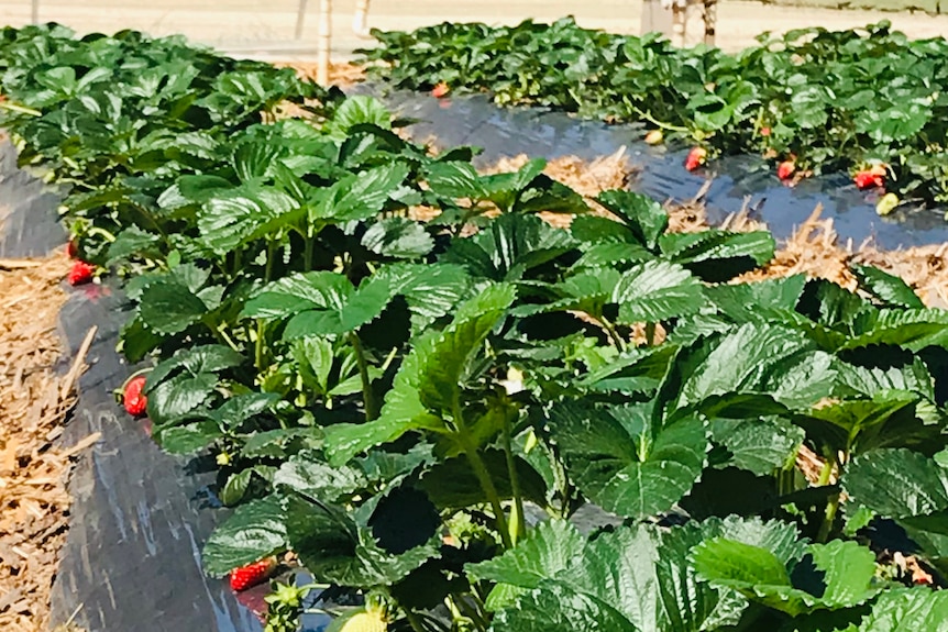 A crop of ripe strawberries on the ground