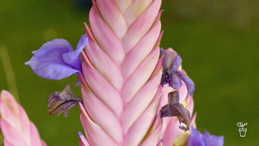 Pink flower spike with purple flowers on side