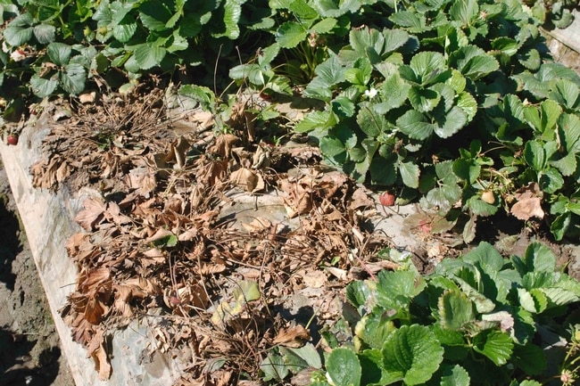 Вертициллезному увяданию клубники фото Вертициллезному увяданию клубники фото