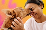 A person with straightened dark hair tied up scrunches their face in glee as a tan dog licks it.