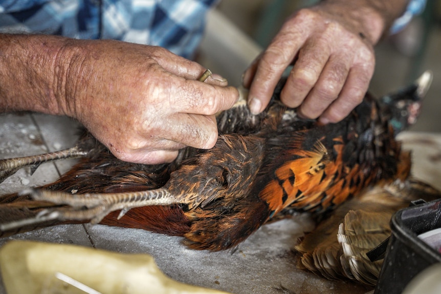 A man delicately adjust a dead pheasant's feathers on a workbench.
