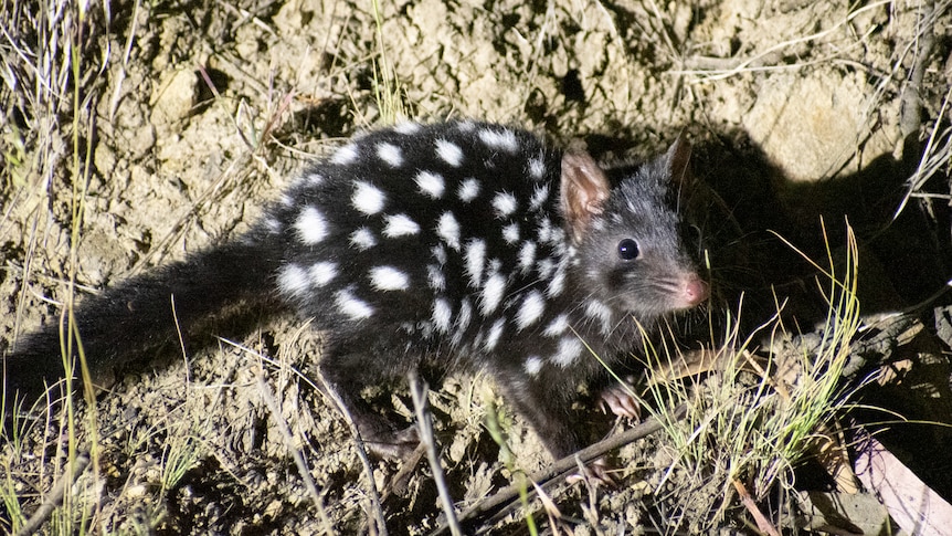 A small fuzzy mammal that's black with white spots