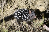 A small fuzzy mammal that's black with white spots