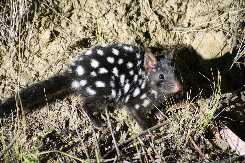 A small fuzzy mammal that's black with white spots