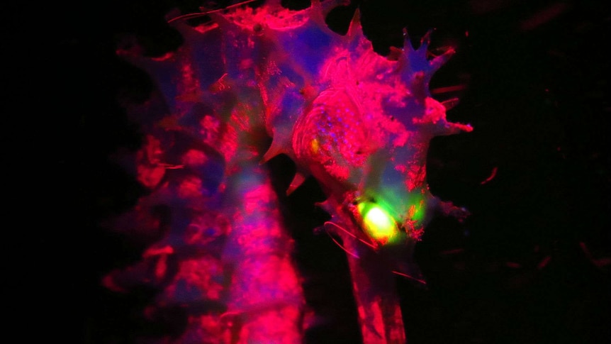 A biofluorescent seahorse.