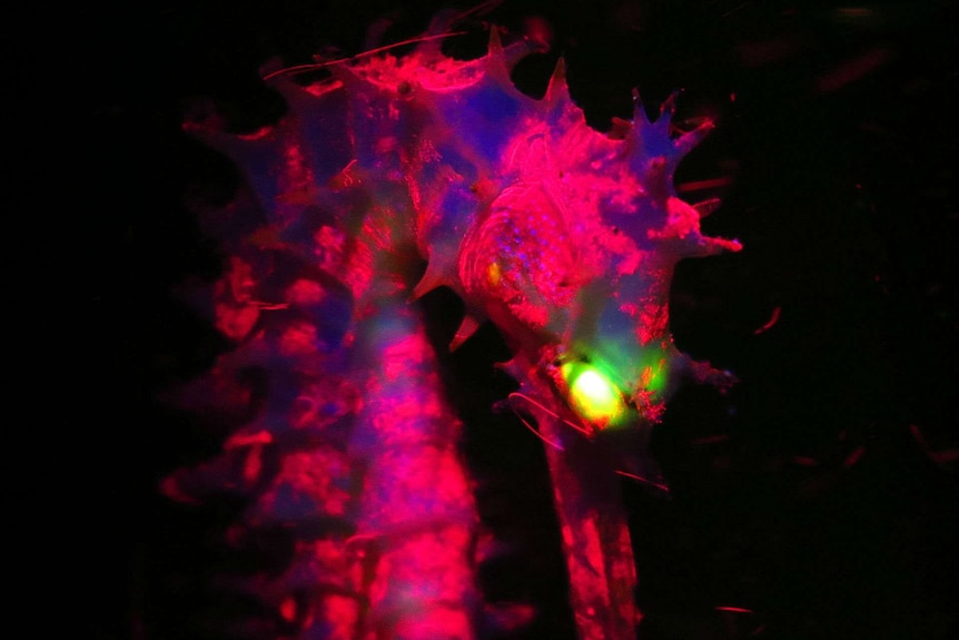 A biofluorescent seahorse.