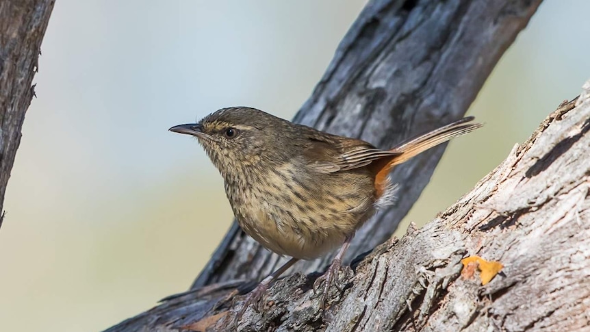 Chestnut rumped heathwren