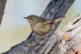 Chestnut rumped heathwren