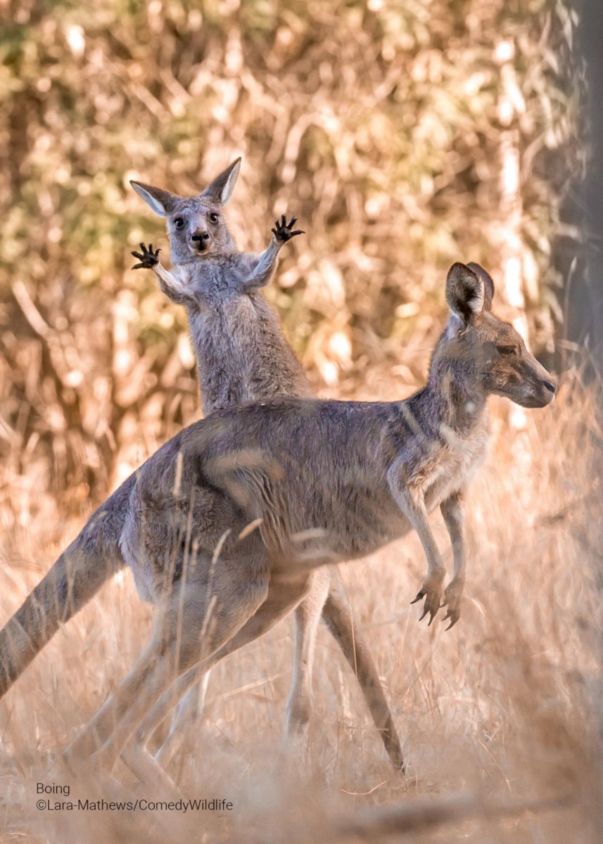 Two kangaroos with one baby kangaroo jumping behind the other with its arms up
