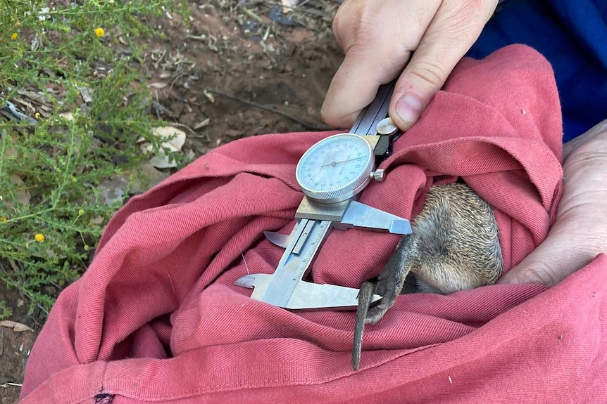 A close-up of a hand holding a caliper to the foot of a bandicoot, half hidden in a red cloth.