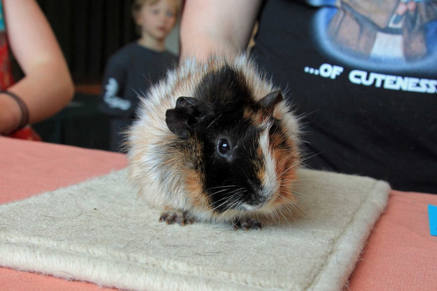 Fuzzy guinea pig