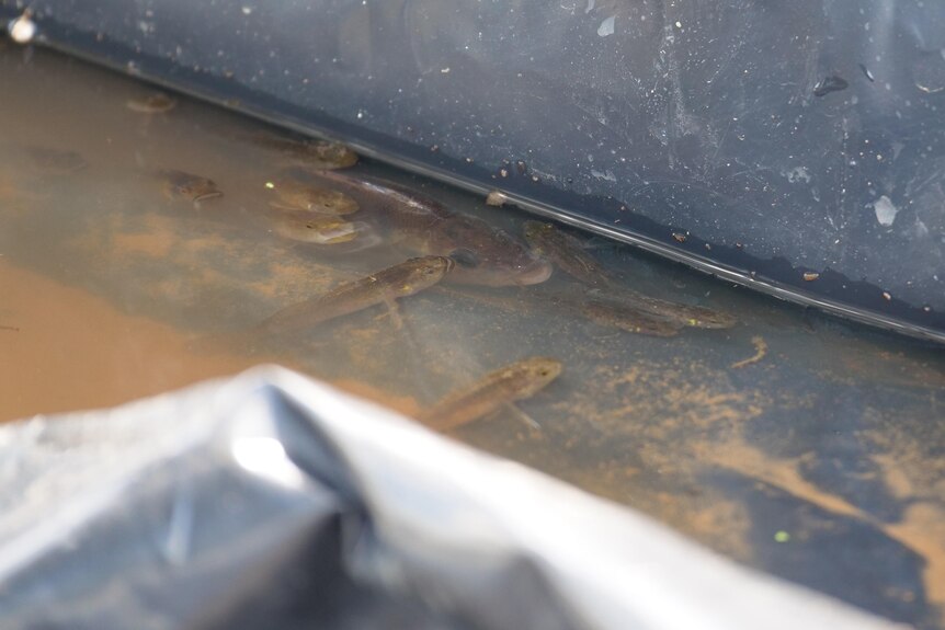 A group of fish near a makeshift levee at Moama