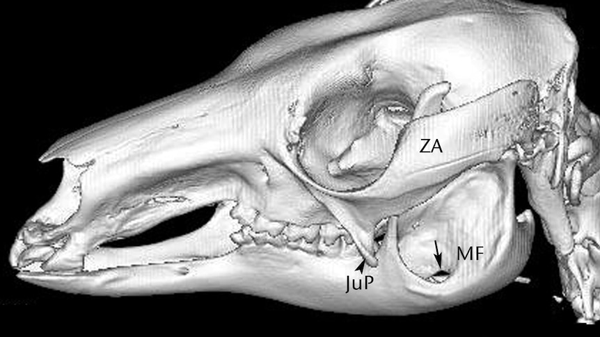 3d-like image of an eastern grey kangaroo shows a pointy protrusion under the eye that Dr Vogelnest named 'the jugal process'.