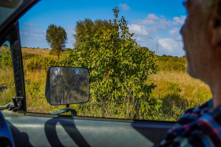 A man looks out a car window at a small tree on a large block of land.