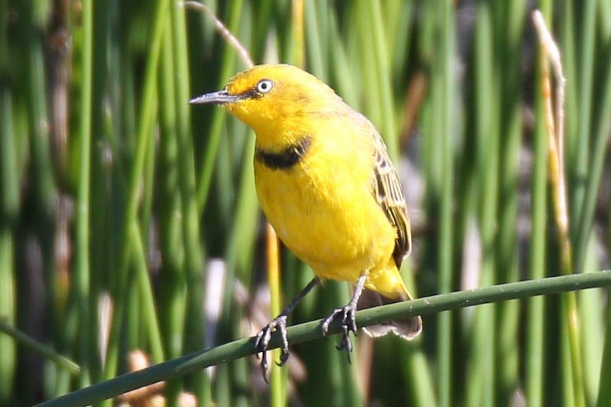 Little yellow bird standing on a blade of grass