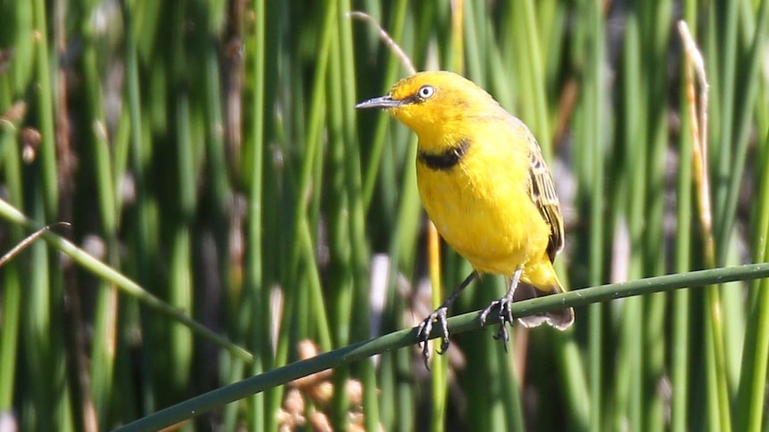 Little yellow bird standing on a blade of grass