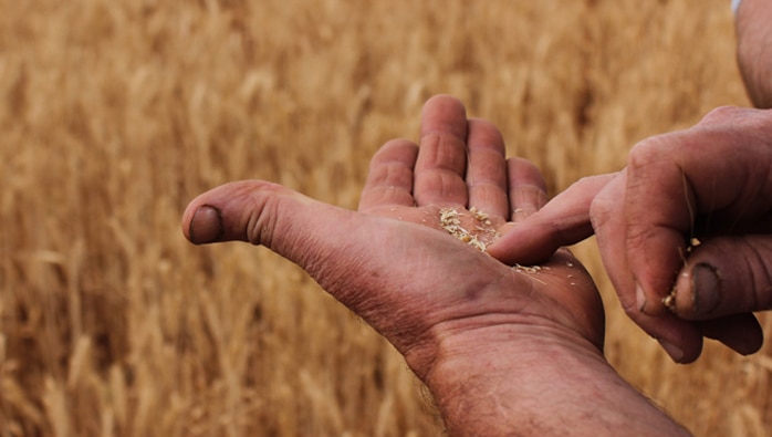 A farmer's hands holding some grains of wheat in front of a field of golden wheat.