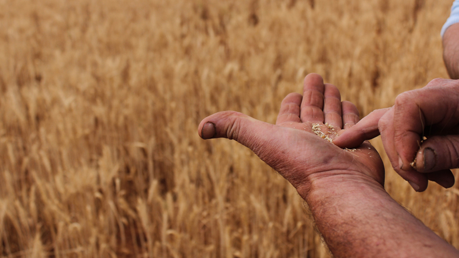 A farmer's hands holding some grains of wheat in front of a field of golden wheat.