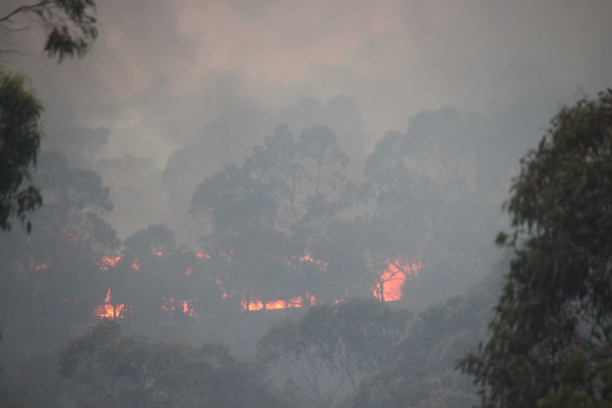 Flames and smoke from the Cudlee Creek fire in the Adelaide Hills.