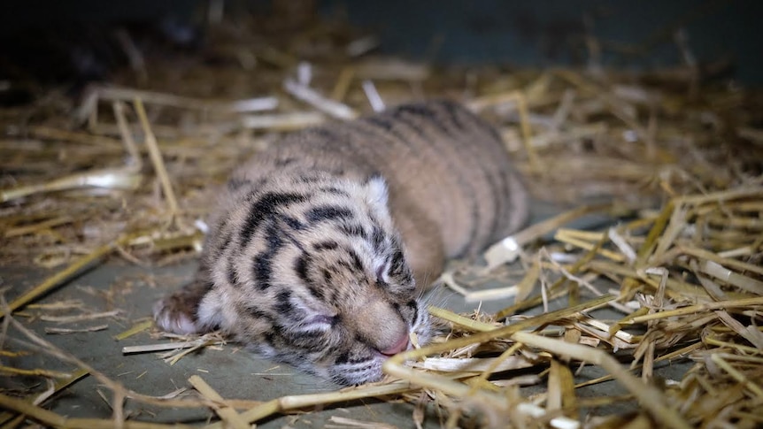 Tiger cub laying down with eyes closed on hay-covered floor