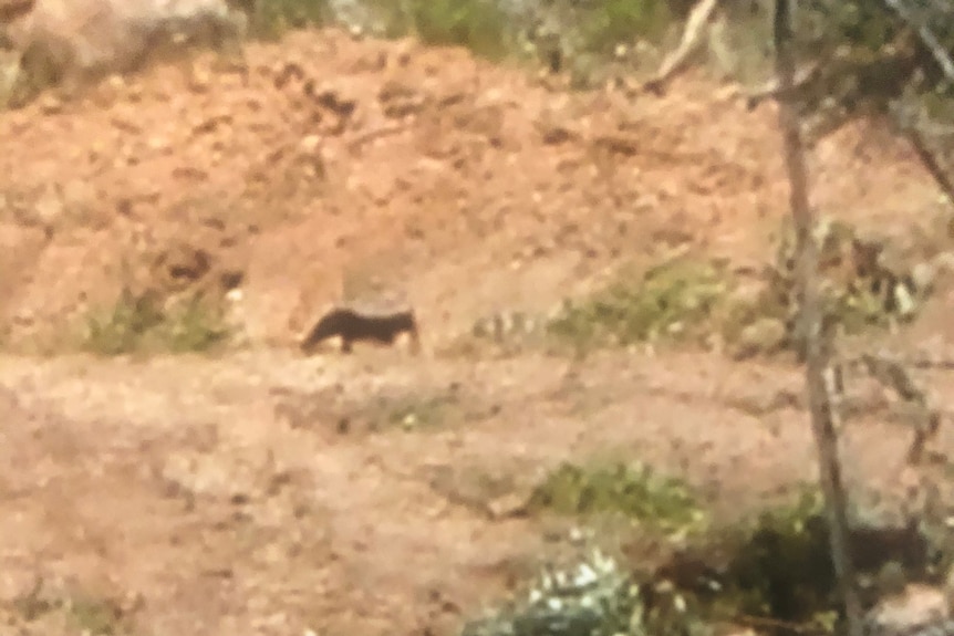 A blurry photo of a black animal in a scrub.