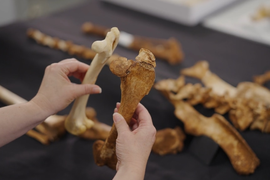 A pair of hands holding kangaroo leg bones. One is much broader and sturdier than the other