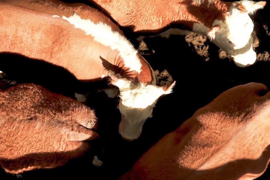 Several cows photographed from above.