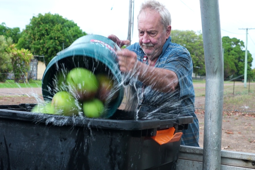 a man tipping a bucket of mangoes into water