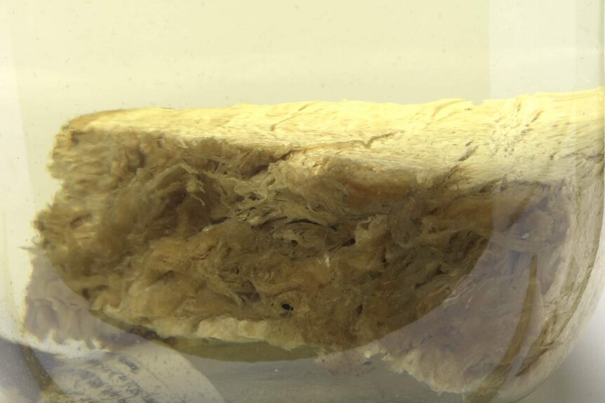 A slice of the so-called sea monster that was identified as whale blubber