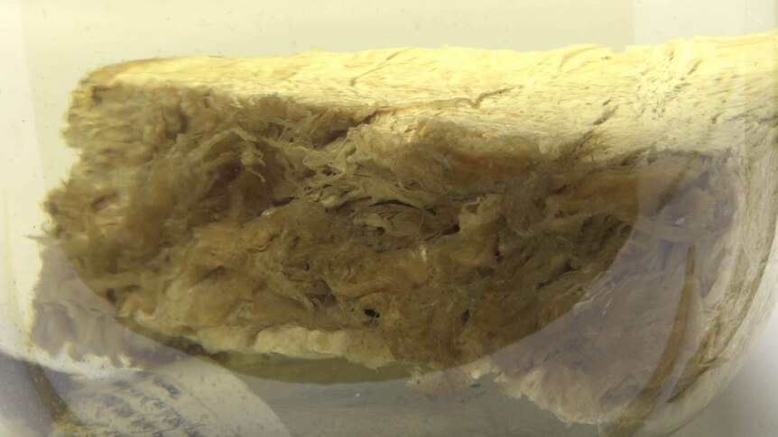 A slice of the so-called sea monster that was identified as whale blubber