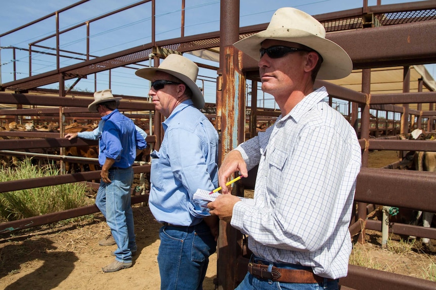 Buyers at the saleyard.