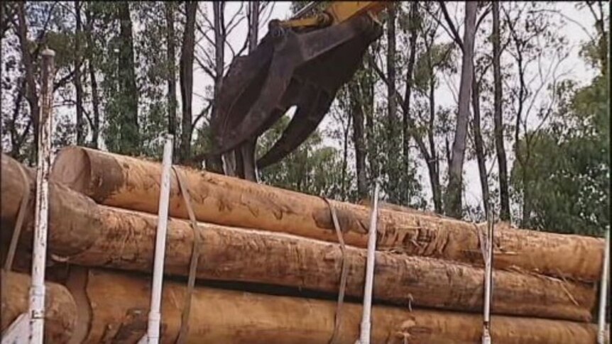 Forestry workers offered redundancies