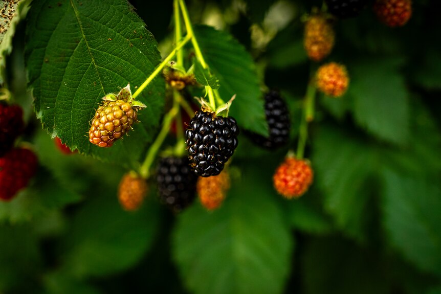 Blackberries on a plant